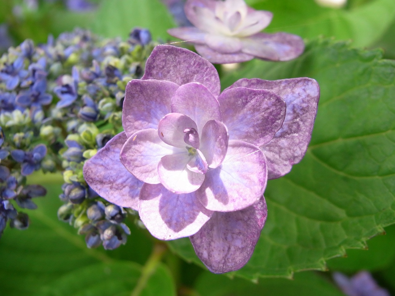 Hortenzija,  Violetinė,  Lietaus Sezonas,  Violetinės Gėlės