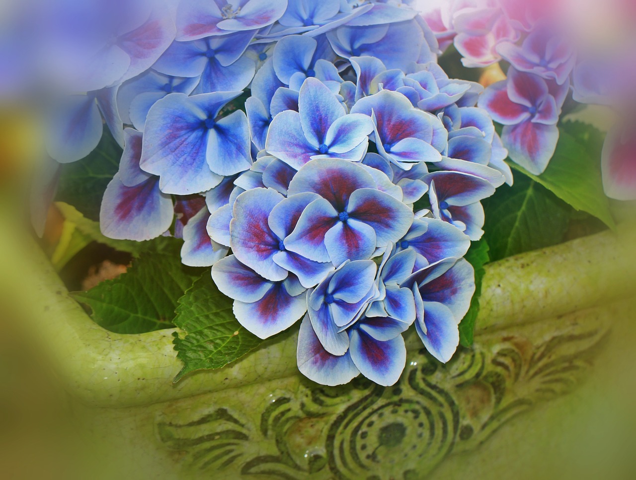 Hortenzija, Gėlės, Žiedynas, Gentis, Dekoratyviniai Krūmai, Flora, Hortenzijos Augalai, Violetinė, Mėlynas, Violetinė