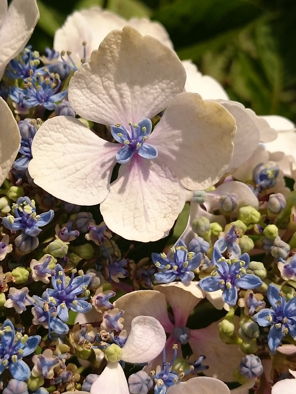 Hortenzija, Sodas, Vasara, Gamta, Gėlė, Žiedas, Flora, Žydėti, Pavasaris, Mėlynas