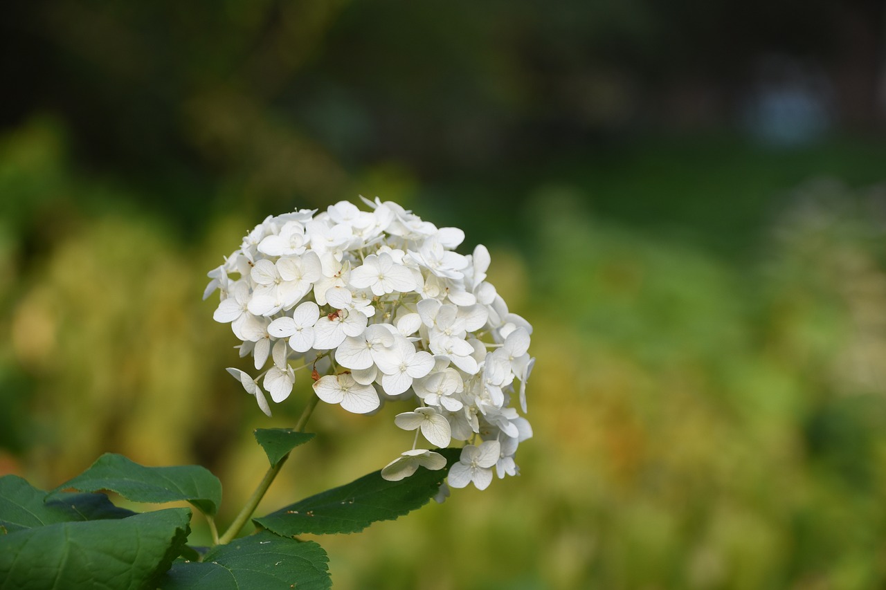 Hydrangea Viburnum, Gėlė, Balta, Nemokamos Nuotraukos,  Nemokama Licenzija