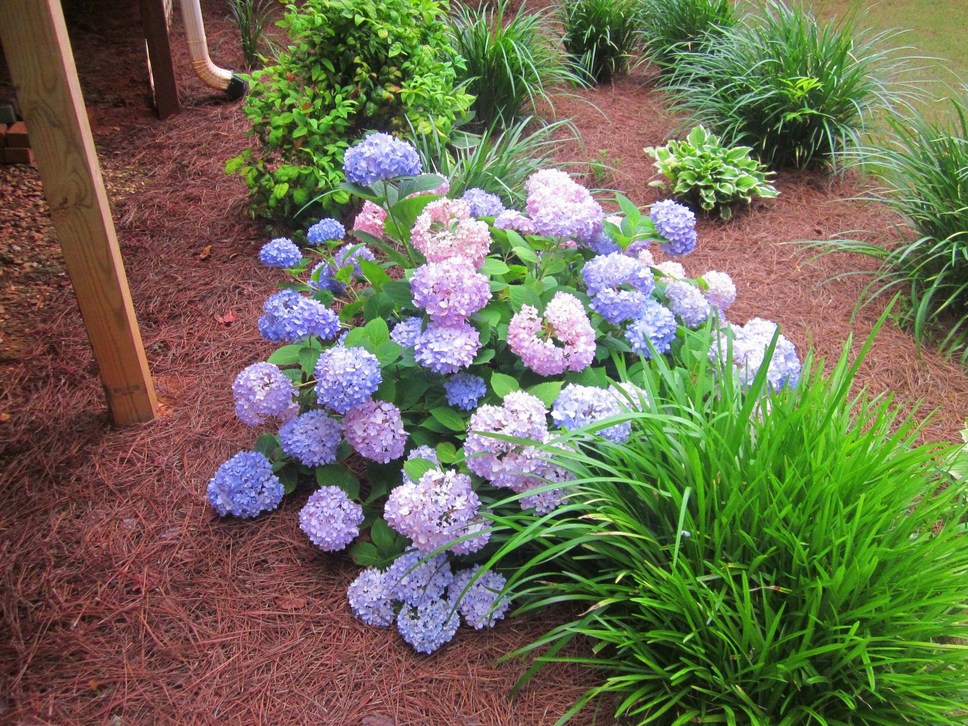 Hydrangeas,  Sodininkystė,  Pavasaris,  Gėlės,  Hydrangeas, Nemokamos Nuotraukos,  Nemokama Licenzija