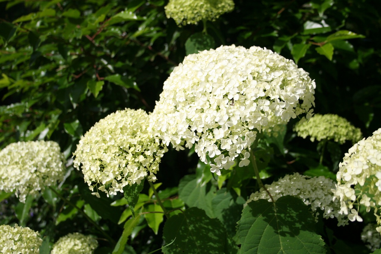 Hydrangeas, Augalas, Žiedas, Žydėti, Gėlė, Sodas, Vasara, Uždaryti, Gėlės, Nemokamos Nuotraukos