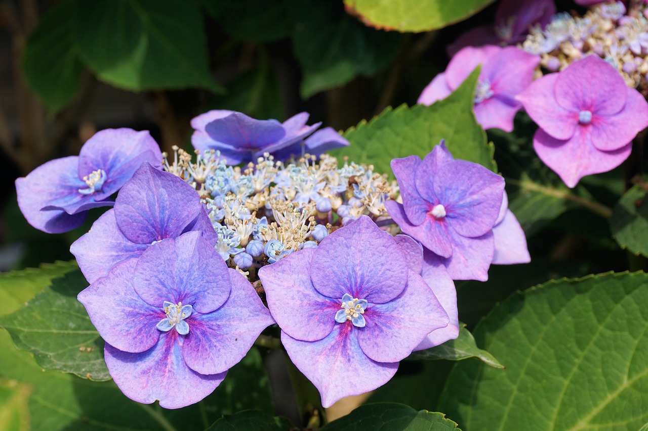 Hydrangeas, Gėlė, Žiedas, Žydėti, Gamta, Sodas, Vasara, Hortenzijos Gėlė, Augalas, Nemokamos Nuotraukos