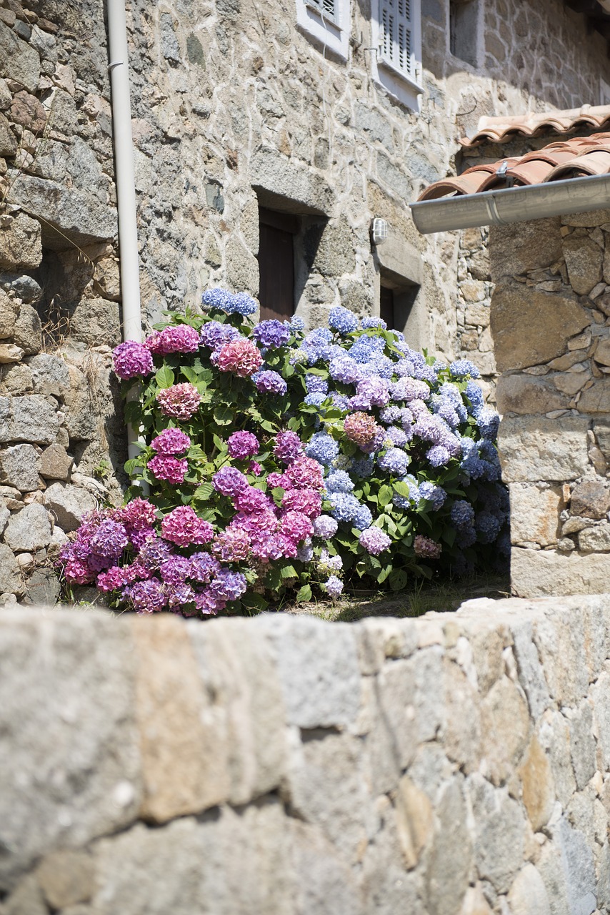 Hydrangeas, Kaimas, Korsikietis, Pierre, Nemokamos Nuotraukos,  Nemokama Licenzija