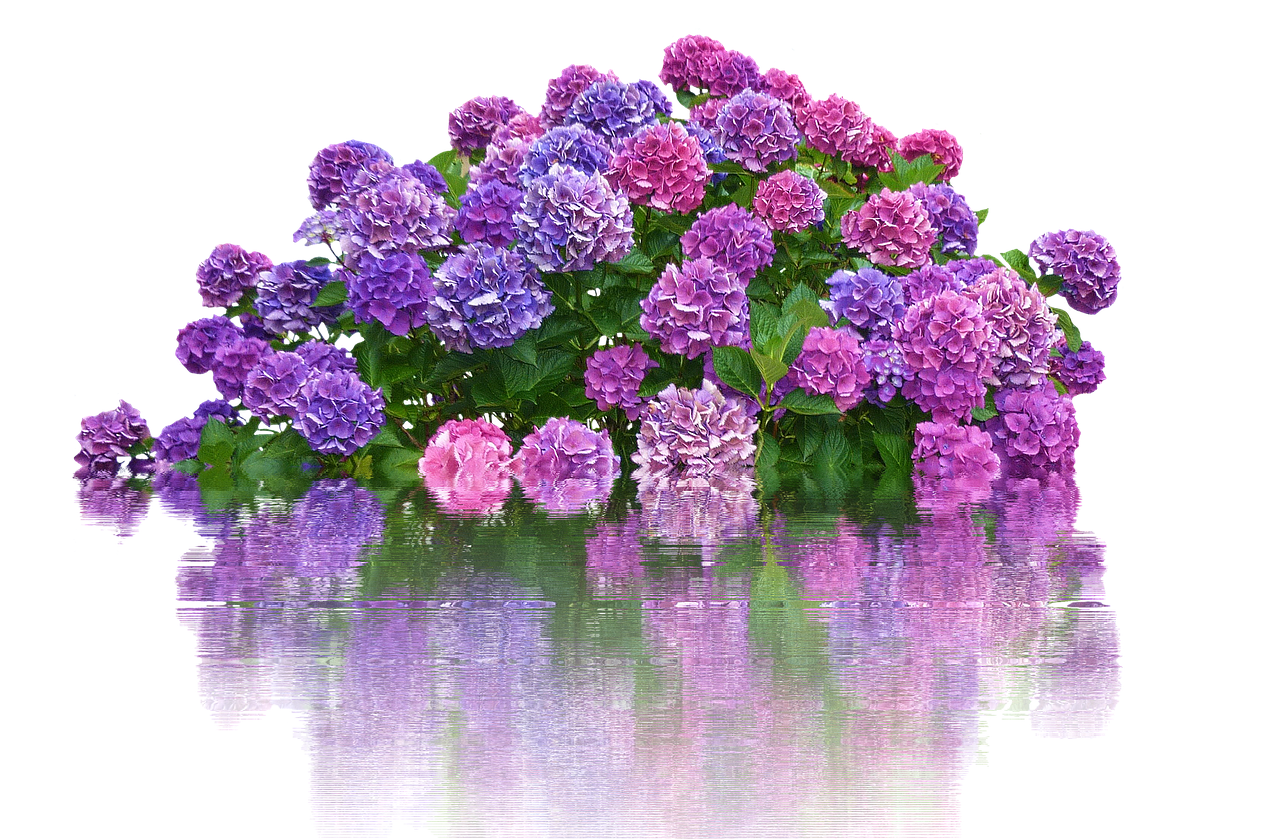 Hydrangeas, Gėlės, Krūmas, Izoliuotas, Gamta, Sodas, Žiedas, Žydėti, Žydėti, Violetinė