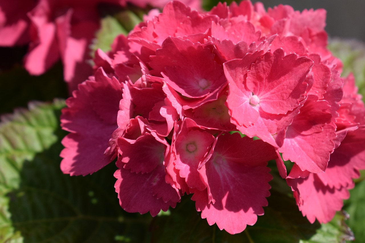 Hydrangeas, Gėlės, Pavasaris, Sodas, Nemokamos Nuotraukos,  Nemokama Licenzija