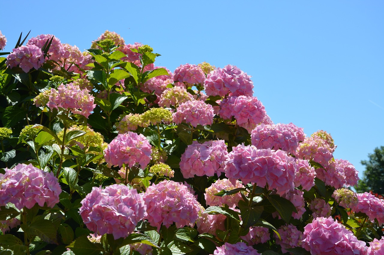 Hydrangeas, Gėlės, Rožinis, Gamta, Vasara, Brittany, Augalas, Sodas, Nemokamos Nuotraukos,  Nemokama Licenzija