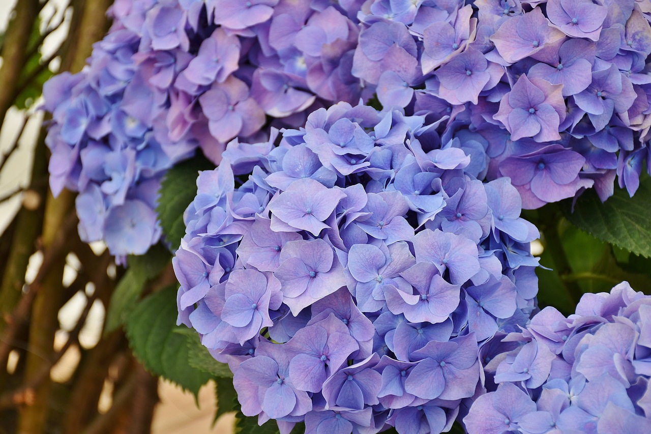 Hydrangeas, Gėlės, Violetinė, Mėlynas, Gėlė, Sodas, Žiedynas, Žydėti, Sodo Augalas, Uždaryti