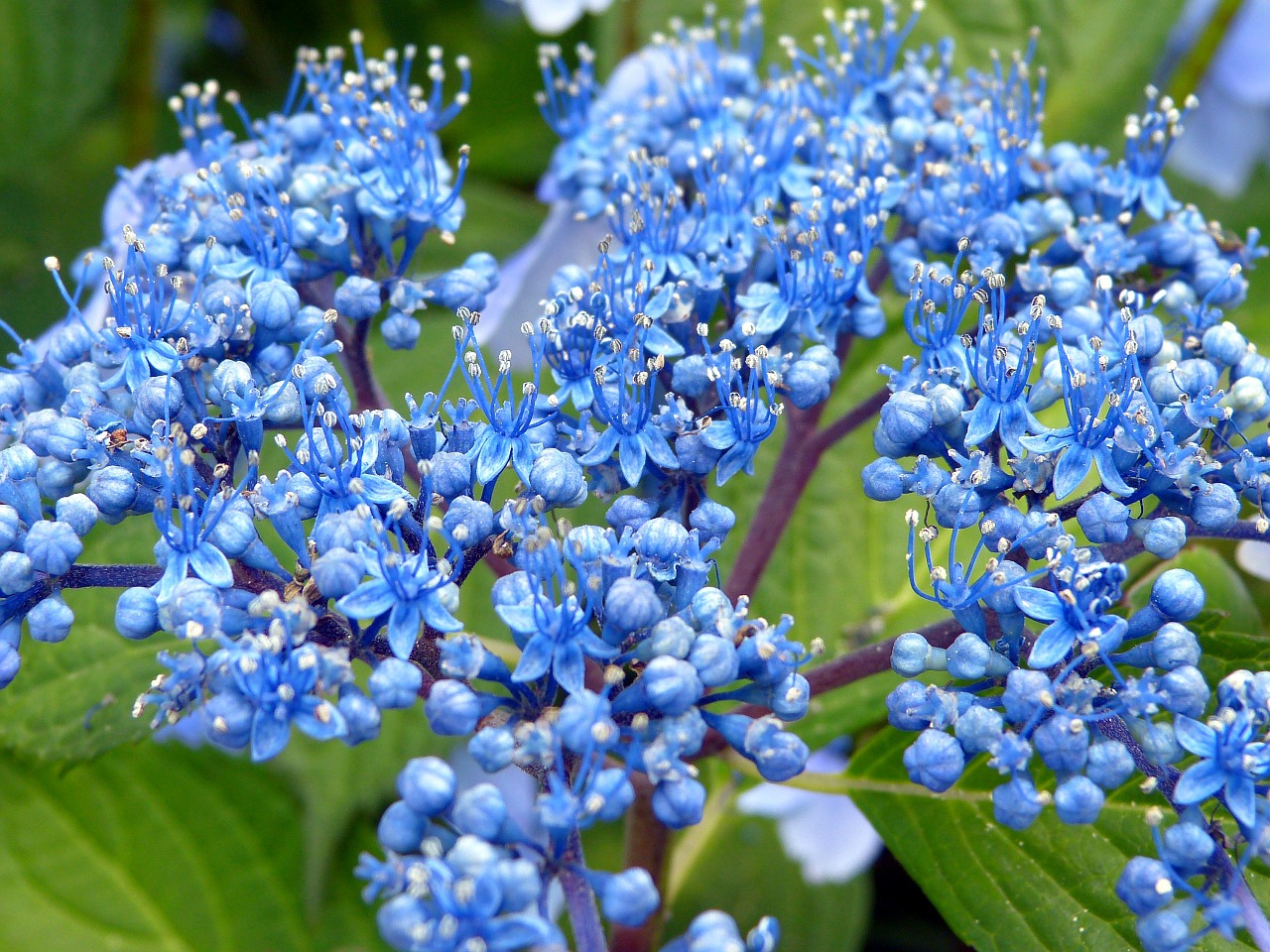 Hydrangeas, Gėlės, Rožinis, Violetinė, Mėlynas, Gamta, Žiedas, Sodas, Augalų Lapai, Nemokamos Nuotraukos