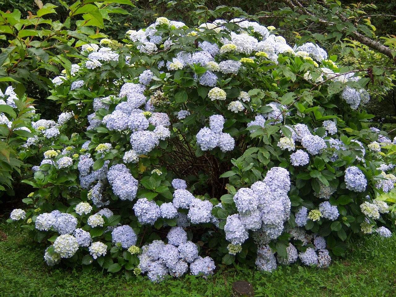 Hydrangeas, Gėlės, Sodas, Nemokamos Nuotraukos,  Nemokama Licenzija