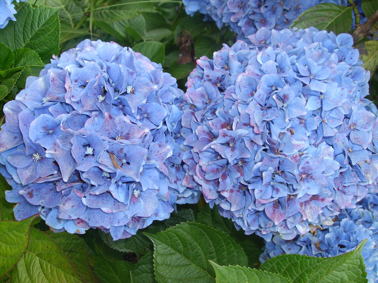 Hydrangeas, Gėlės, Mėlynas, Nemokamos Nuotraukos,  Nemokama Licenzija