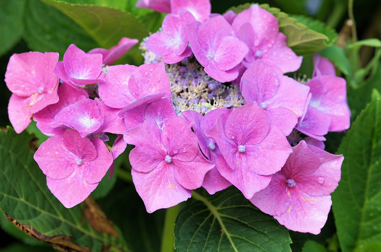 Hydrangeas, Gėlės, Gamta, Sodas, Augalas, Nemokamos Nuotraukos,  Nemokama Licenzija