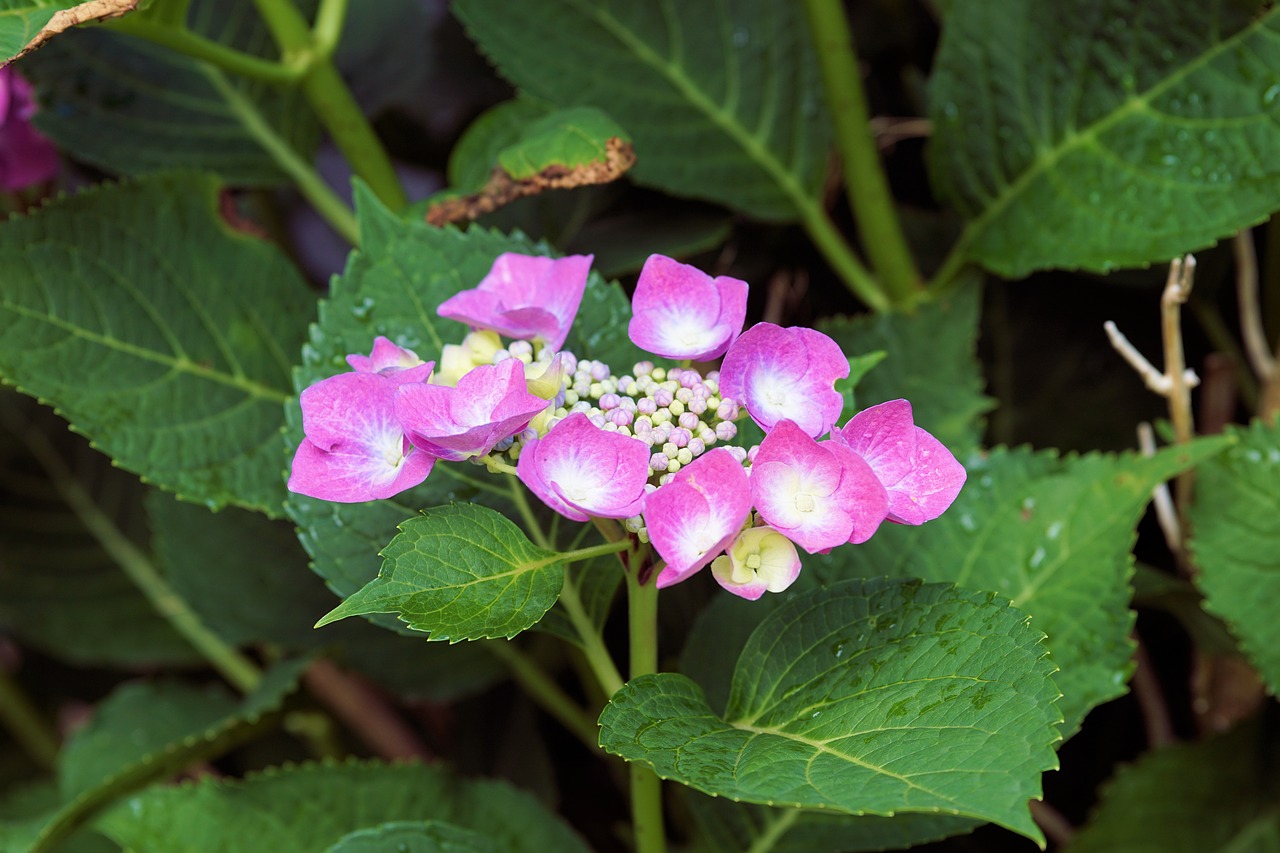 Hydrangeas, Gėlės, Gamta, Sodas, Augalas, Nemokamos Nuotraukos,  Nemokama Licenzija