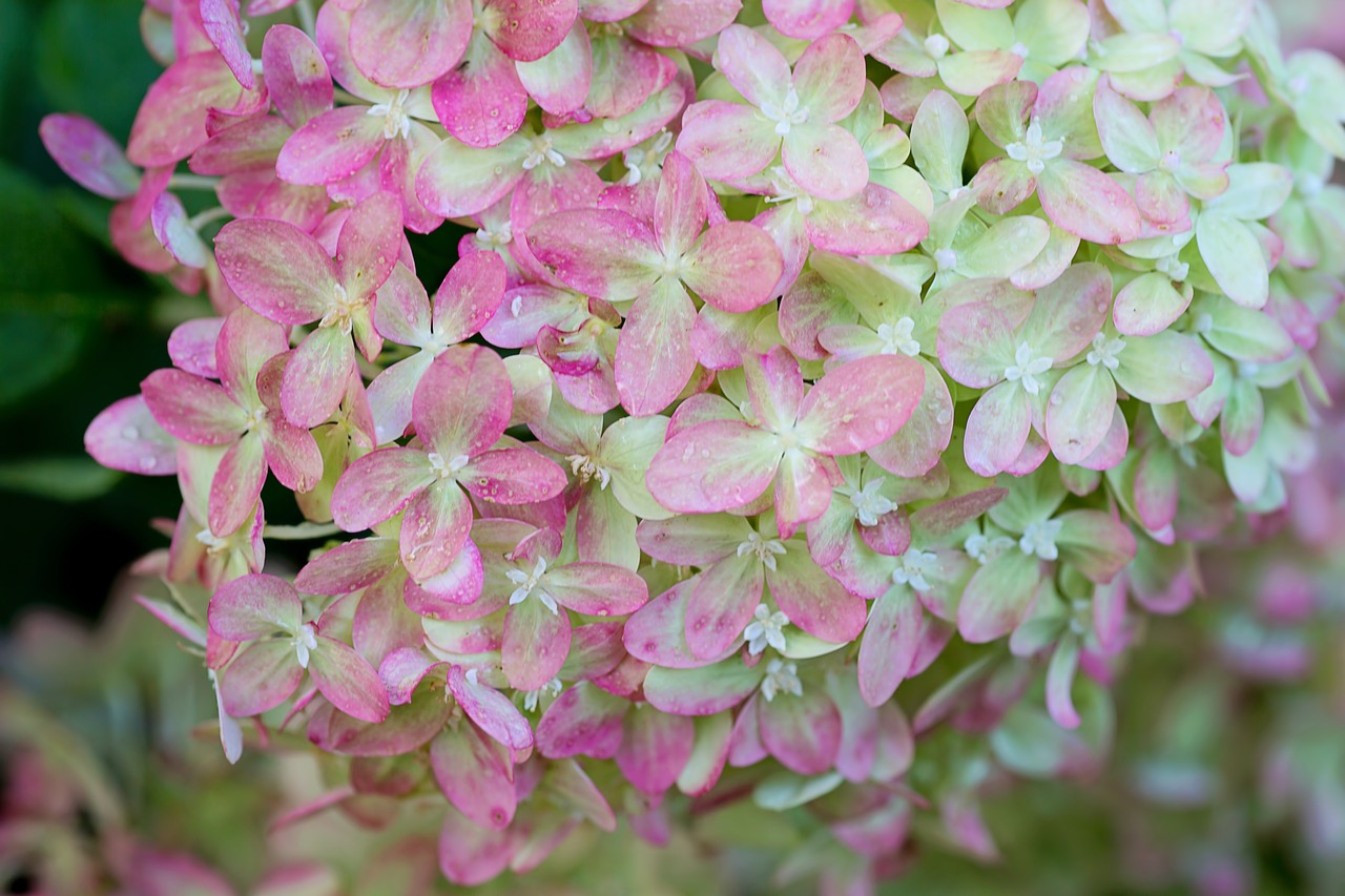 Hydrangeas, Rožinis, Žalias, Gėlių, Gamta, Vasara, Sodas, Žiedlapiai, Žiedas, Žydi