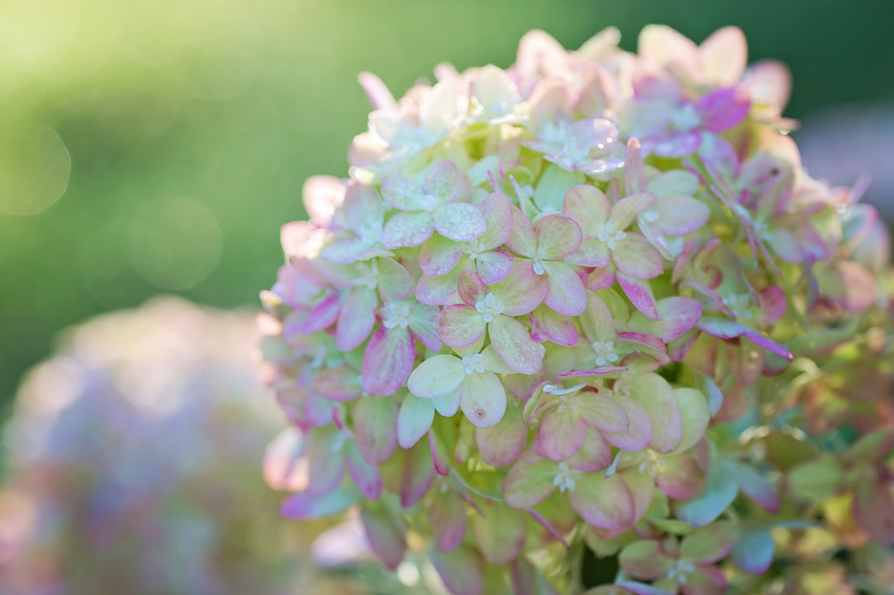 Hydrangeas, Rožinis, Žalias, Gėlių, Gamta, Vasara, Sodas, Žiedlapiai, Žiedas, Žydi