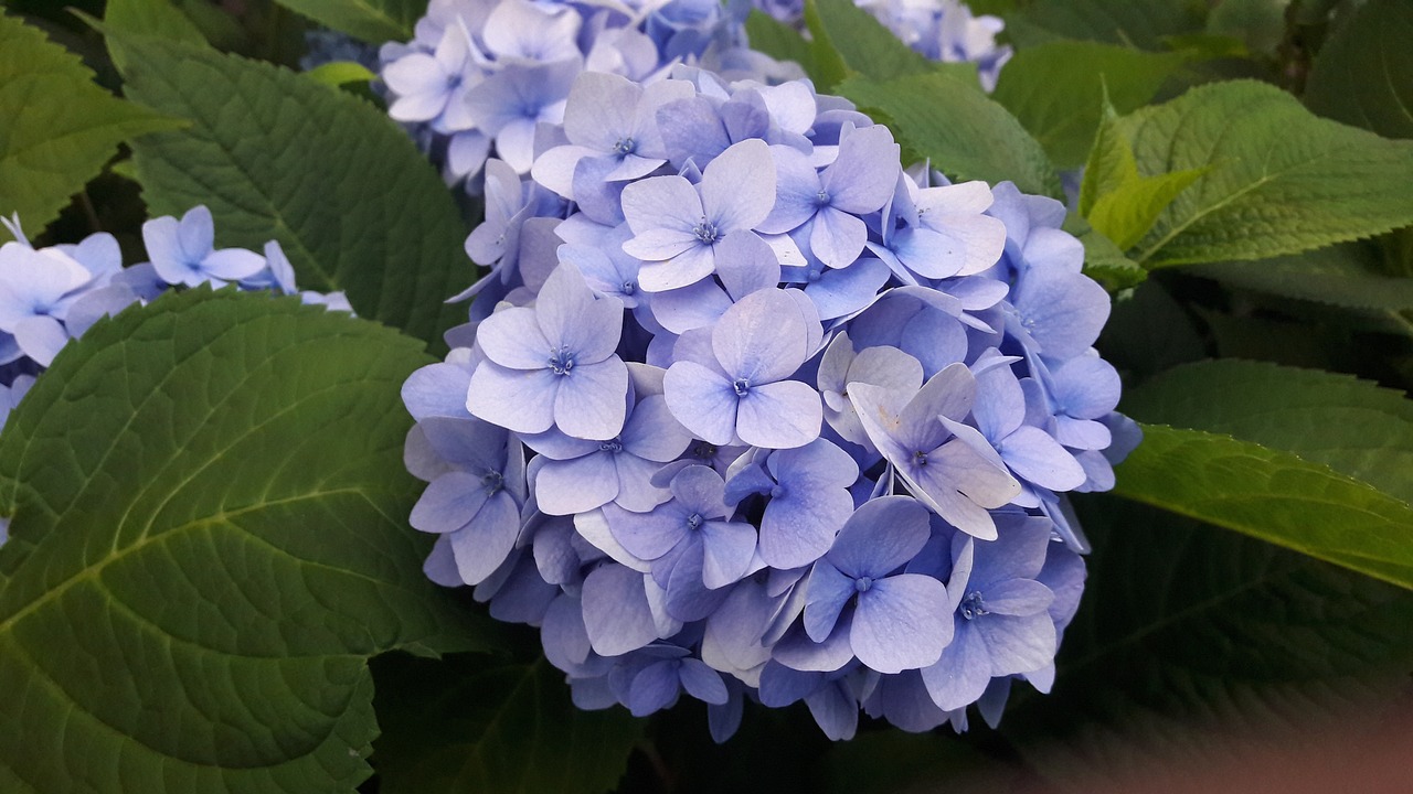 Hydrangeas, Mėlynas, Mėlyna Hortenzija, Mėlynos Hydrangeos, Gėlė, Augalas, Augalai, Parkas, Gėlės, Vasaros Pabaigoje