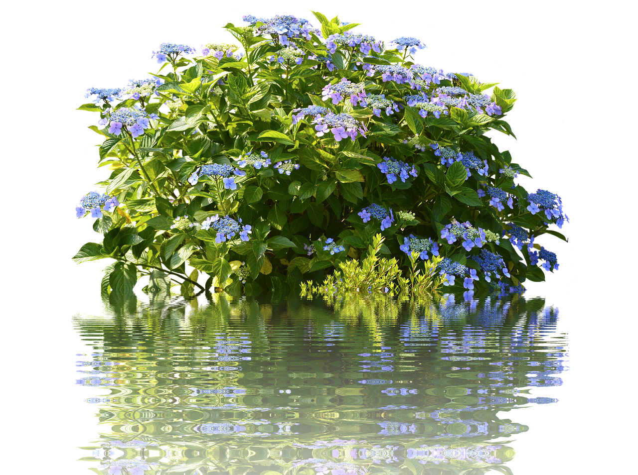 Hydrangeas, Hortenzijos Krūmas, Krūmas, Gamta, Pavasaris, Flora, Gėlių Sodas, Gėlės, Nemokamos Nuotraukos,  Nemokama Licenzija
