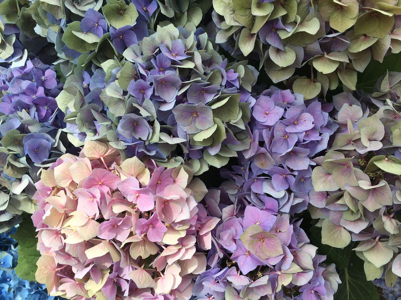 Hydrangeas, Gėlė, Gamta, Augalas, Sodas, Rožinis, Žydėti, Mėlyna Violetinė Hortenzija, Hortenzijos Gėlė, Žiedas