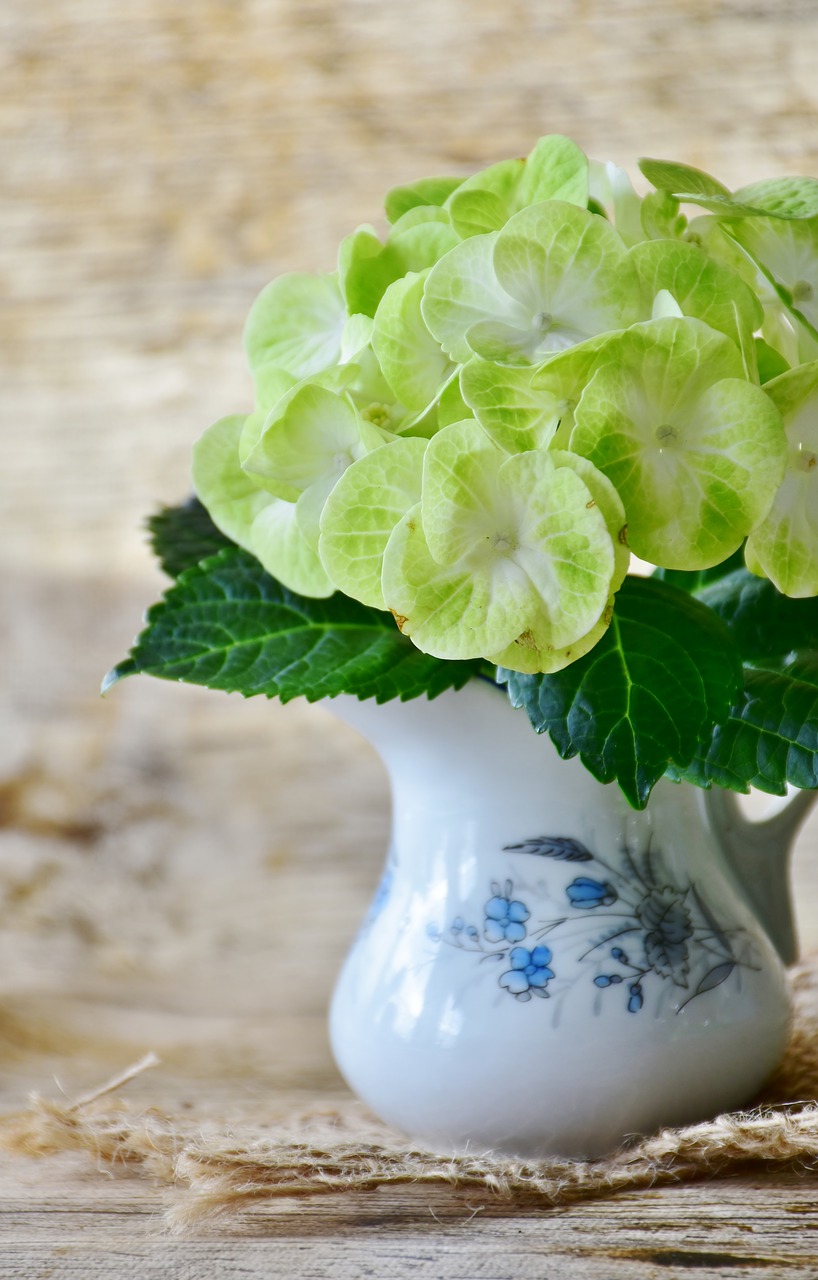 Hydrangeas,  Gėlės,  Geltona,  Žalias,  Gėlė,  Sodas,  Žiedynai,  Žydi,  Sodo Augalų,  Iš Arti