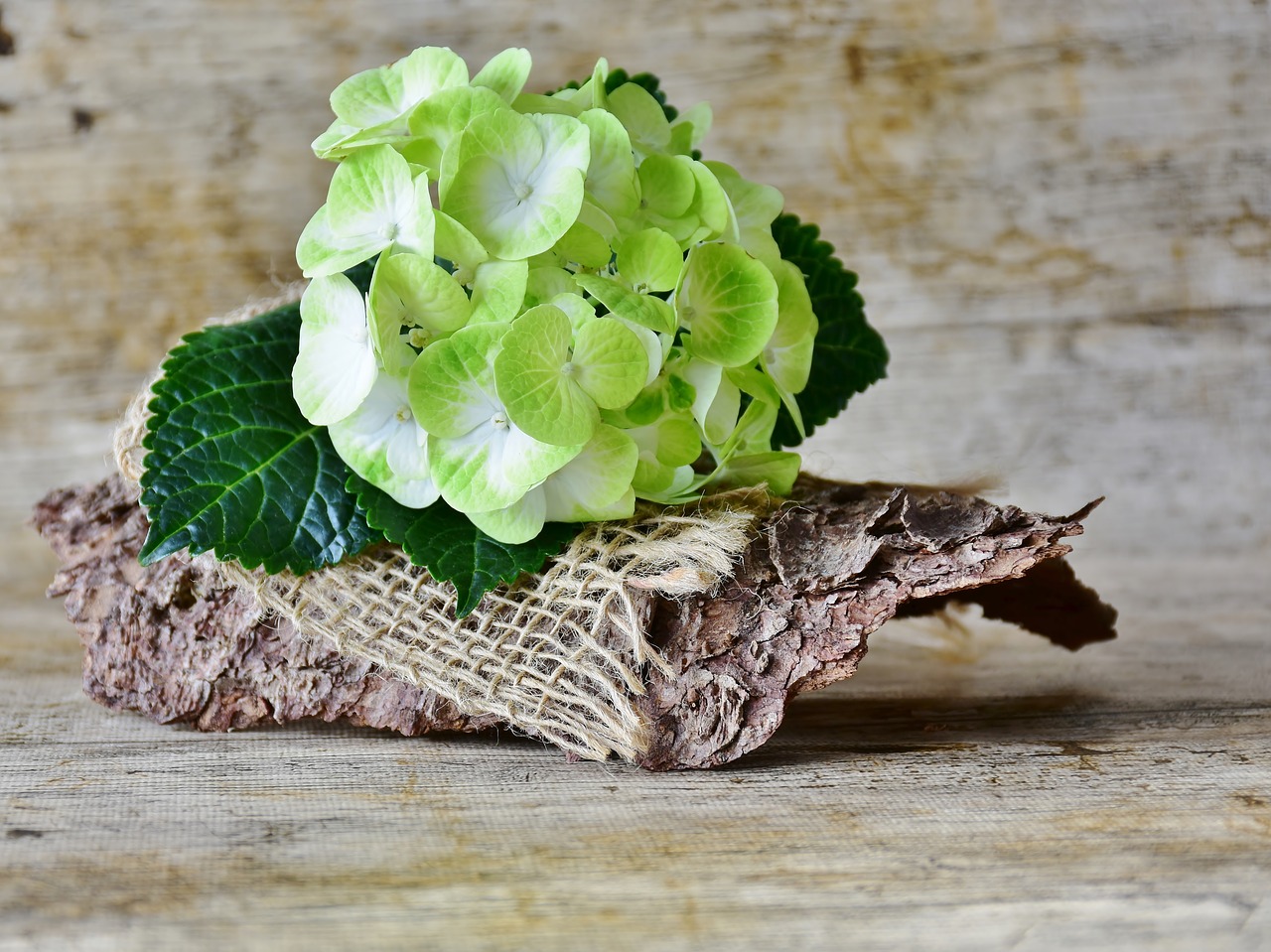 Hydrangeas,  Gėlės,  Geltona,  Žalias,  Gėlė,  Sodas,  Žiedynai,  Žydi,  Sodo Augalų,  Iš Arti