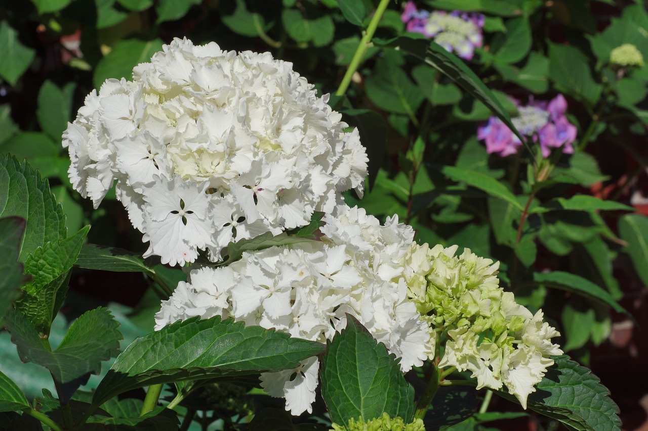 Hydrangeas,  Gėlės,  Vasara,  Baltos Spalvos,  Sodas,  Hortenzija Gėlės,  Gražus,  Dekoratyviniai Augalai,  Žiedynai,  Romantiškas