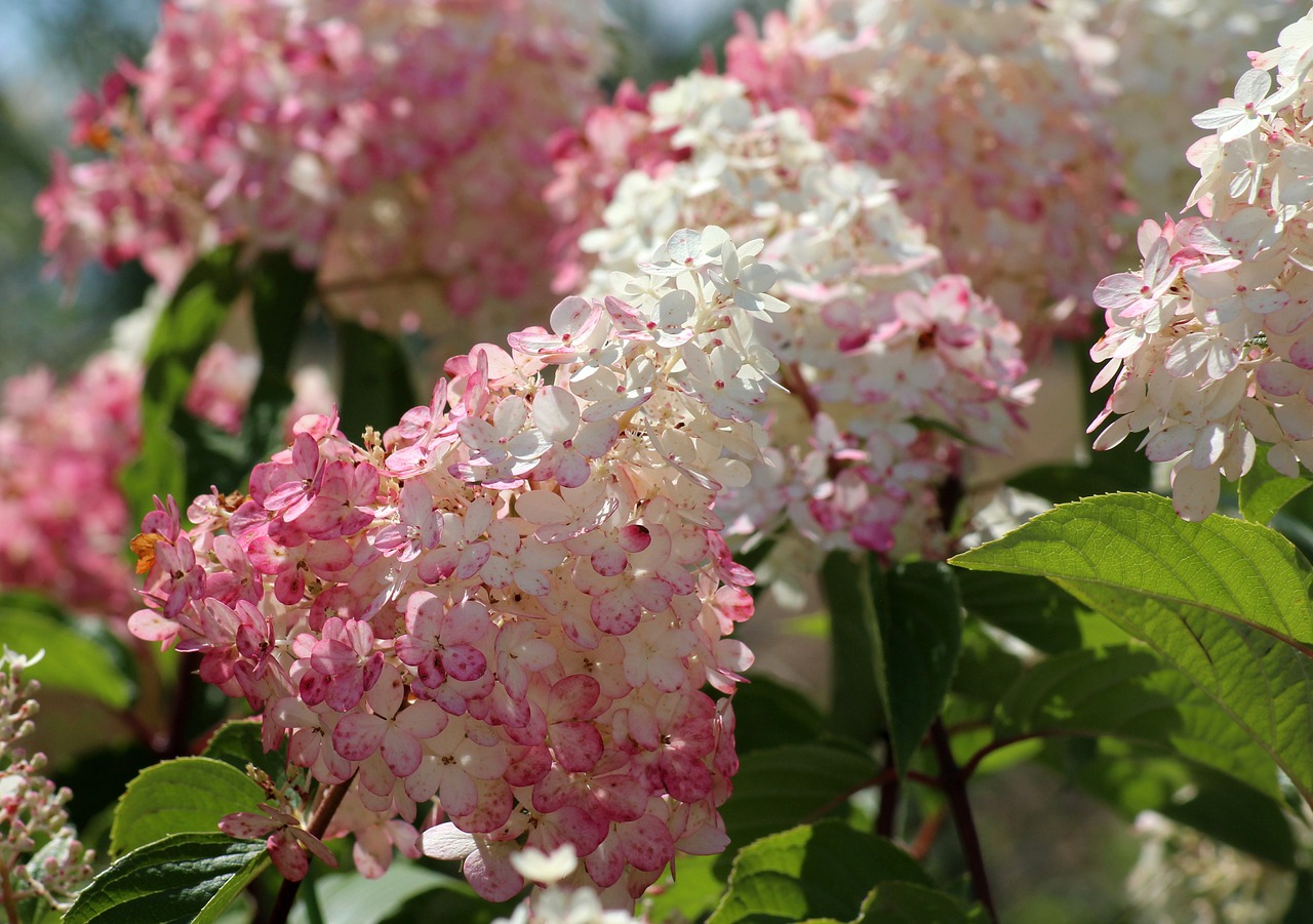 Hydrangeas,  Gėlės,  Vasara,  Žydėjimo,  Baltos Spalvos,  Rožinis,  Pobūdį,  Grožio,  Žydi, Nemokamos Nuotraukos