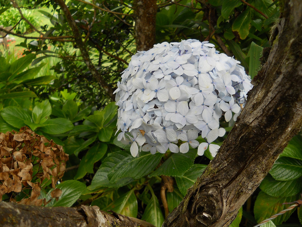 Hydrangeas,  Augmenija Costa Rica,  Gėlės, Nemokamos Nuotraukos,  Nemokama Licenzija