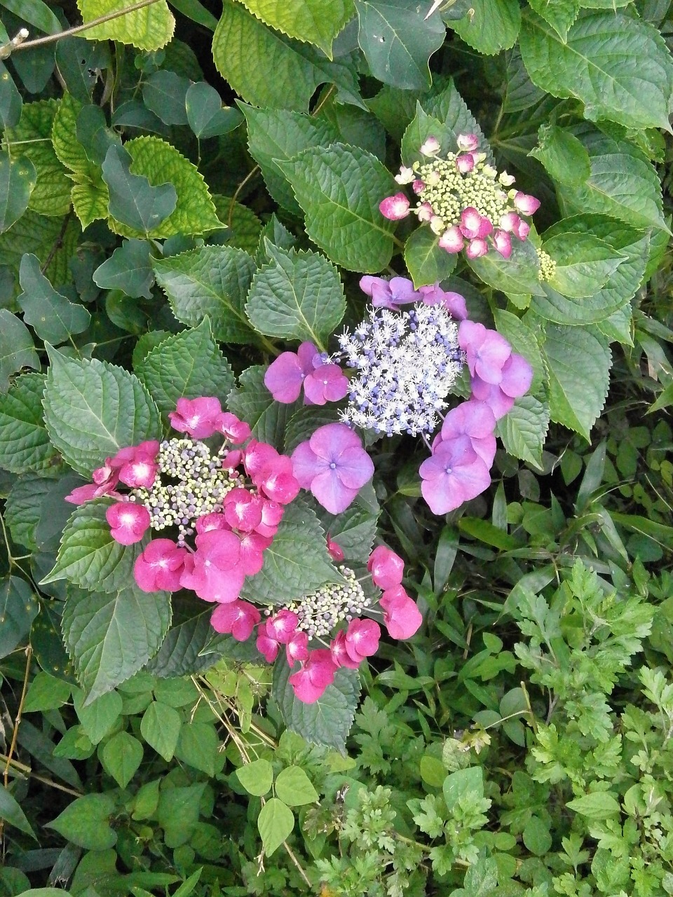 Hydrangeas, Hortenzija, Purpurinės Gėlės, Raudonos Gėlės, Nemokamos Nuotraukos,  Nemokama Licenzija