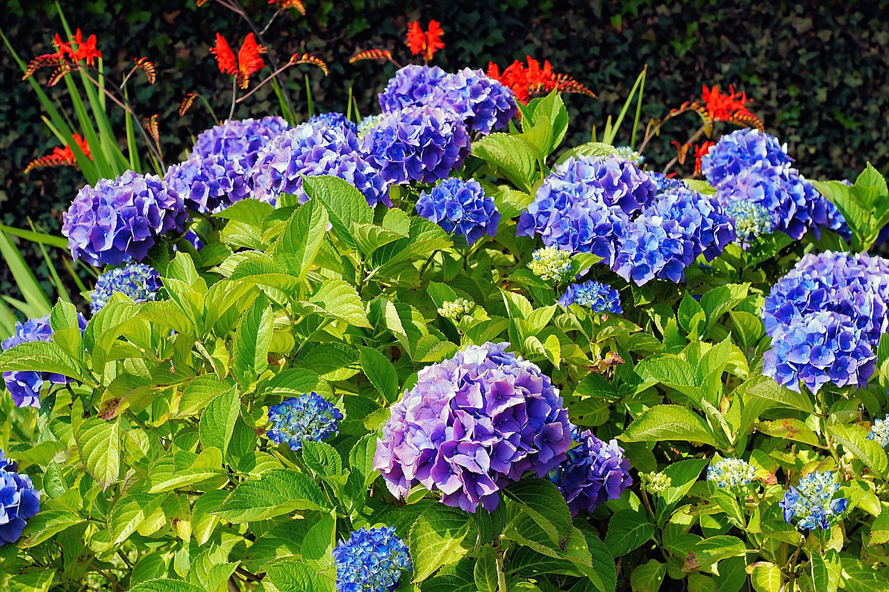 Hydrangeas, Gėlės, Mėlynas, Žydėti, Gražus, Flora, Nemokamos Nuotraukos,  Nemokama Licenzija