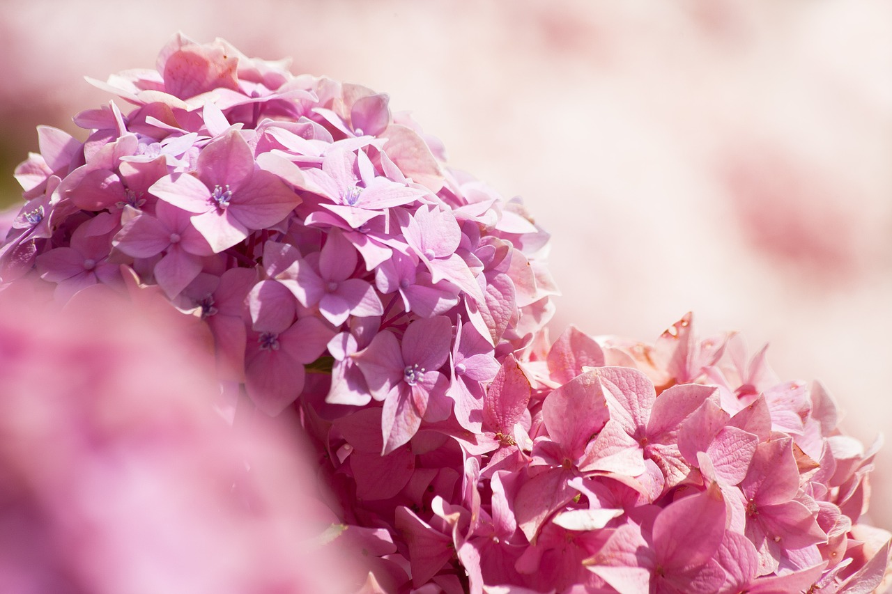 Hydrangeas, Hortenzija, Gentis, Hortenzijos Augalai, Hydrangeaceae, Dekoratyviniai Krūmai, Rožinis, Violetinė, Gėlės, Parodyti Gėles