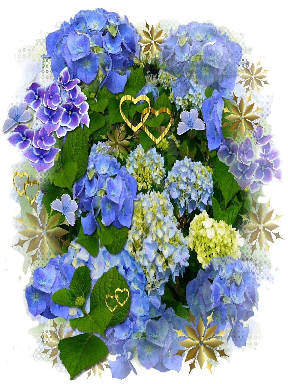 Hydrangeas, Mėlynos Gėlės, Širdis, Gėlių, Augalas, Natūralus, Žiedas, Žydėti, Žiedlapis, Botanikos