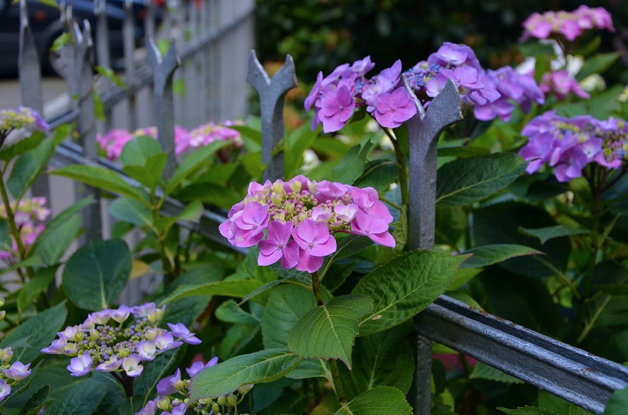 Hydrangeas, Tvora, Gėlės, Gamta, Violetinė, Sodo Tvora, Sodas, Rožinis, Krūmas, Gražus