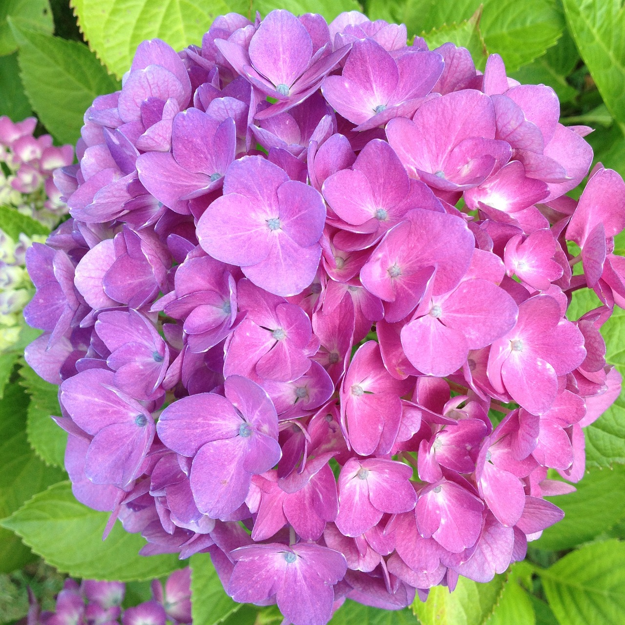 Hortenzija, Žiedas, Žydėti, Rožinis, Hydrangeas Kamuolys, Nemokamos Nuotraukos,  Nemokama Licenzija