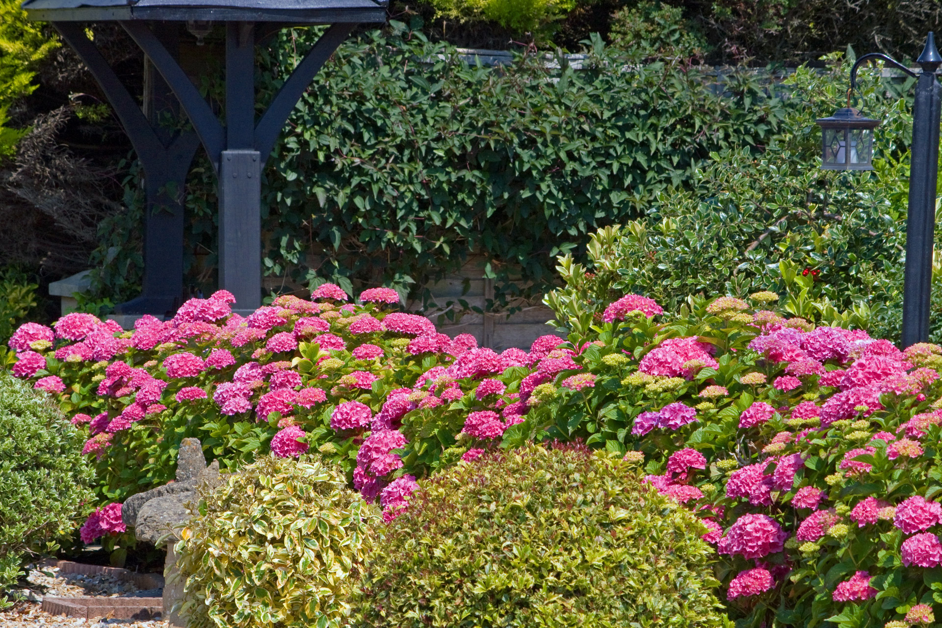 Hortenzija,  Hydrangeas,  Rožinis,  Gėlės,  Krūmas,  Krūmas,  Sodas,  Gražus,  Gamta,  Hydrangeas