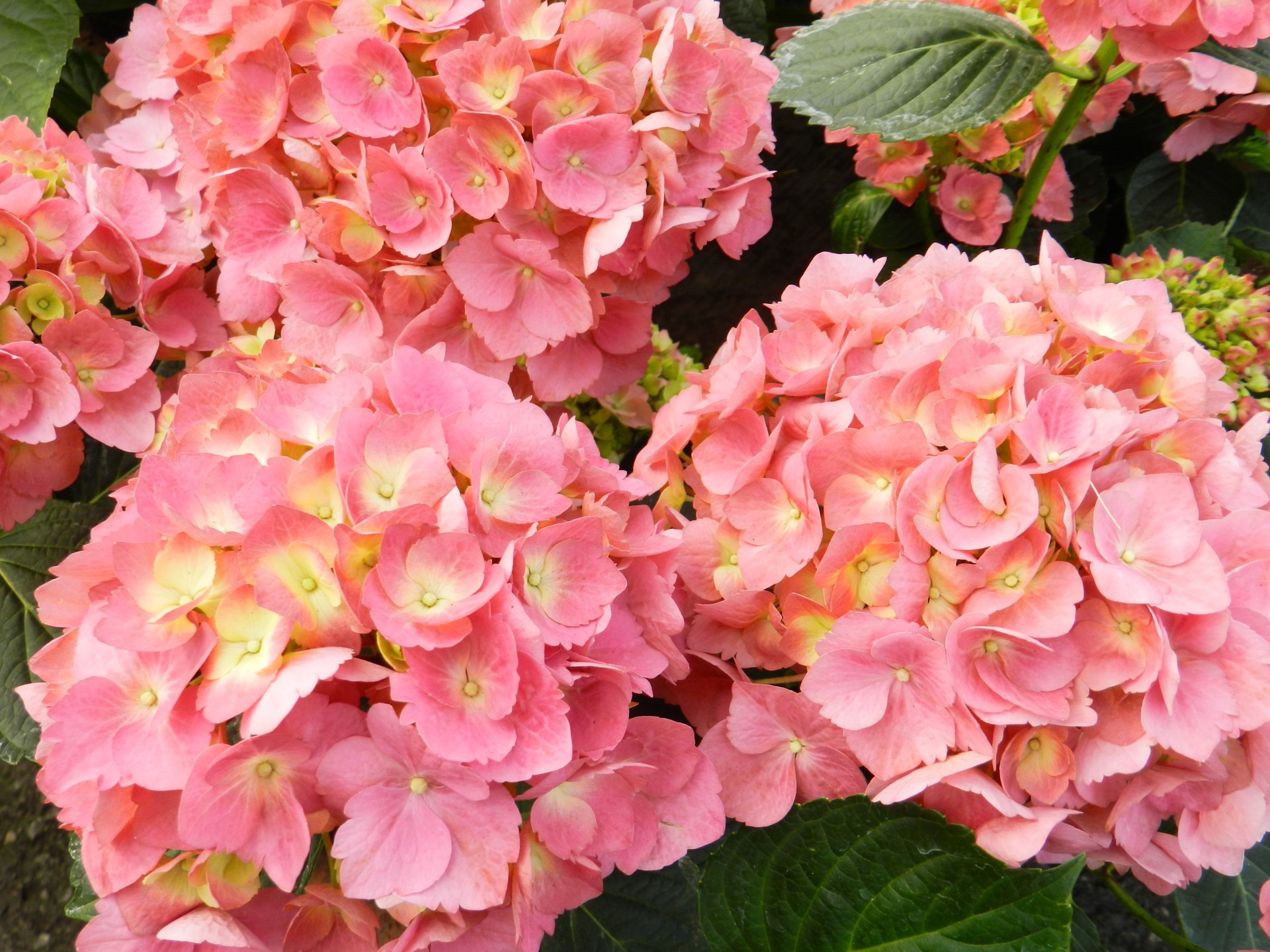 Gėlės,  Hydrangeas,  Rožinis,  Gamta,  Mediena,  Rožinė Hortenzija # 1, Nemokamos Nuotraukos,  Nemokama Licenzija