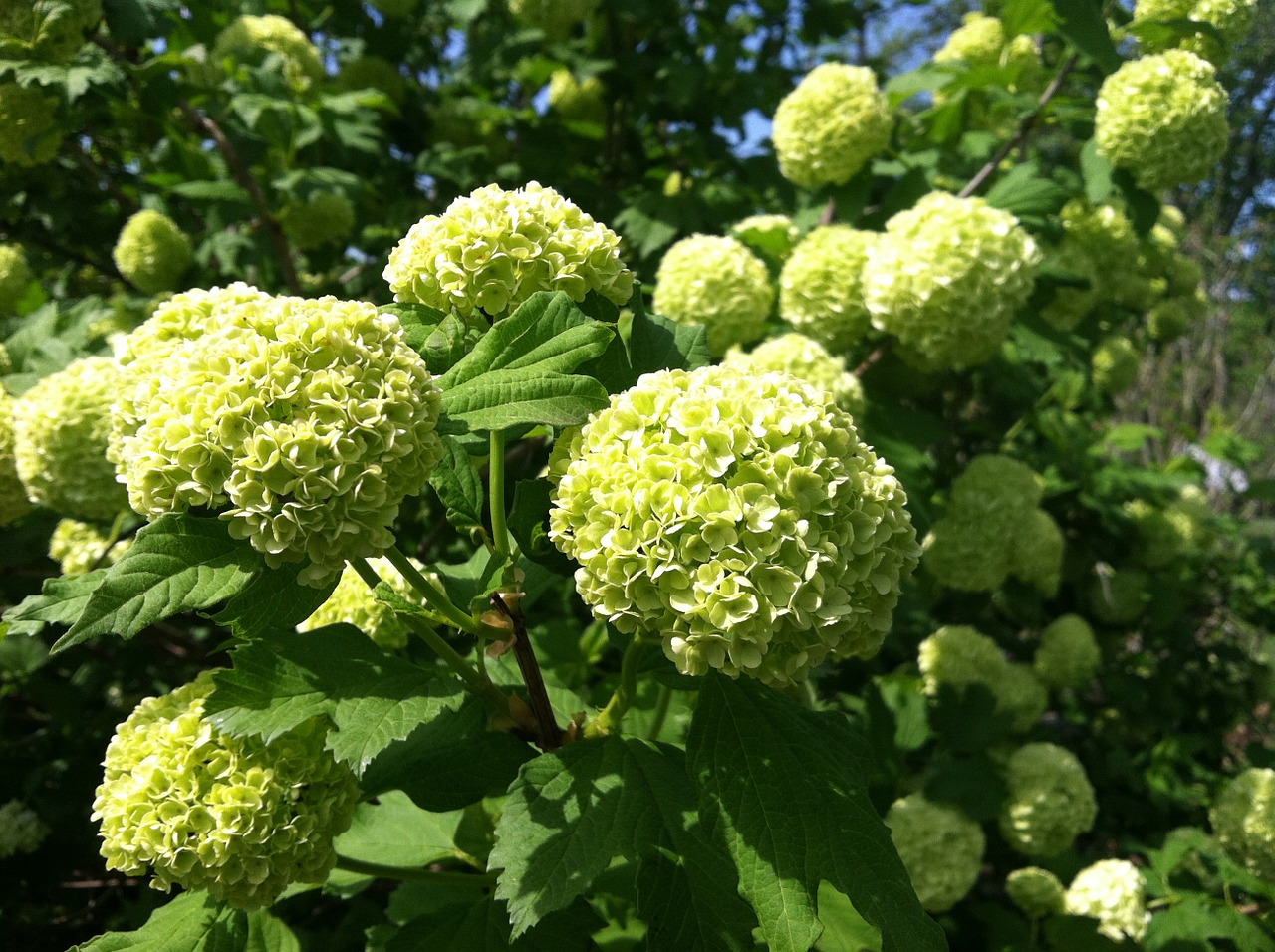 Hydranger, Gėlė, Žydėti, Gėlių, Žiedas, Žiedlapis, Egzotiškas, Flora, Natūralus, Pavasaris