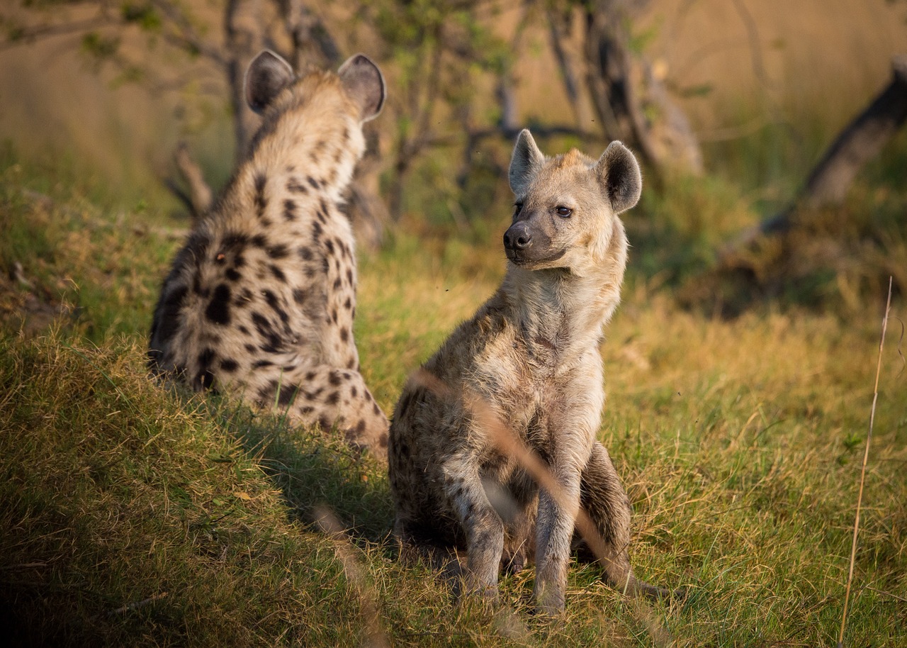 Hyena, Afrika, Botsvana, Gyvūnas, Laukinė Gamta, Safari, Nemokamos Nuotraukos,  Nemokama Licenzija