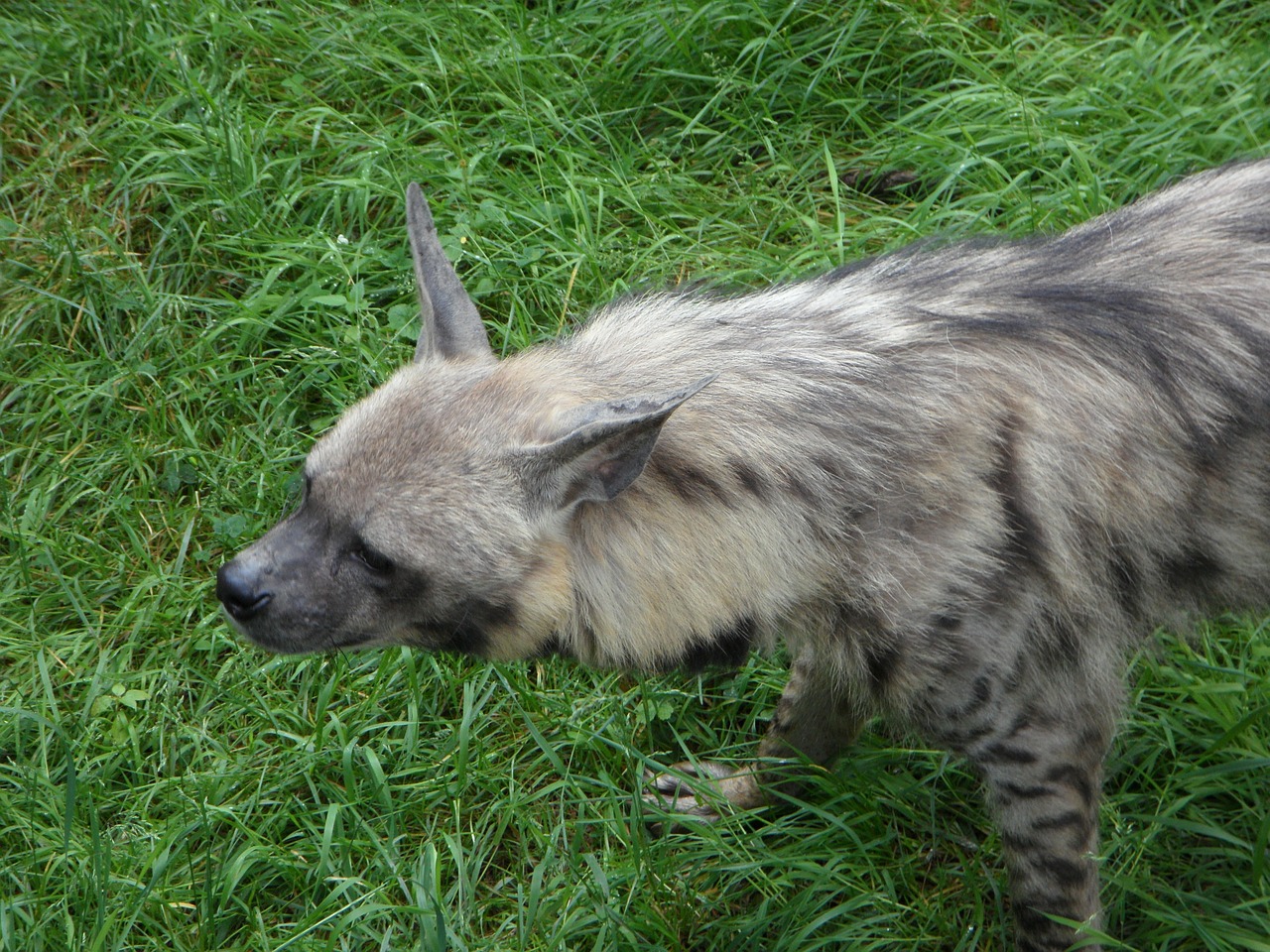 Hyena, Zoologijos Sodas, Gyvūnas, Pasislėpęs, Įsimenamas, Nemokamos Nuotraukos,  Nemokama Licenzija