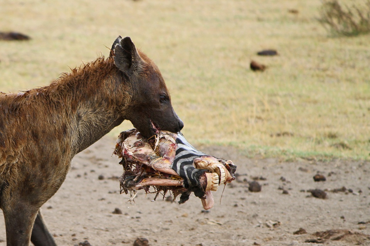 Hyena, Tanzanija, Laukiniai, Laukinis Gyvūnas, Zebra, Safari, Gyvūnas, Gamtos Teisė, Medžioklė, Afrika