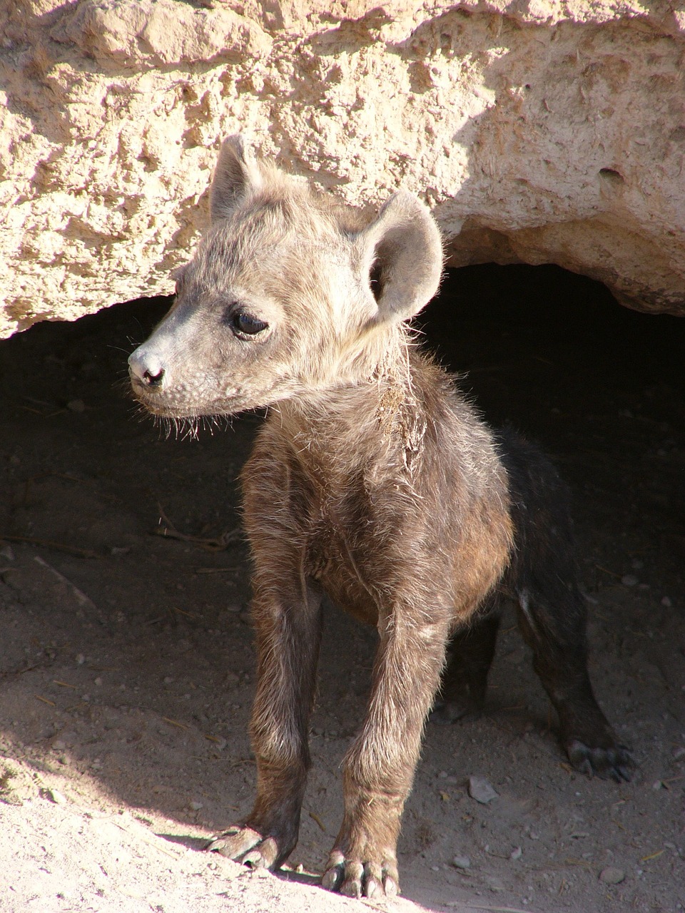 Hyena, Kūdikis, Įdomu, Skonio, Nemokamos Nuotraukos,  Nemokama Licenzija