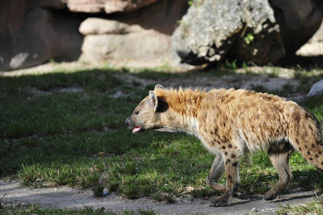 Hyena, Gyvūnas, Tanzanija, Liūtas Karalius, Šuo, Vilkas, Kailis, Šunys, Zoologijos Sodas, Pūkuotas