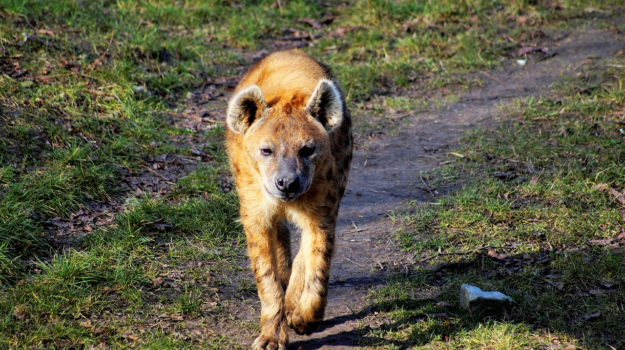 Hyena, Jaunas, Vaikščioti, Judėjimas, Gyvūnas, Laukiniai, Nemokamos Nuotraukos,  Nemokama Licenzija