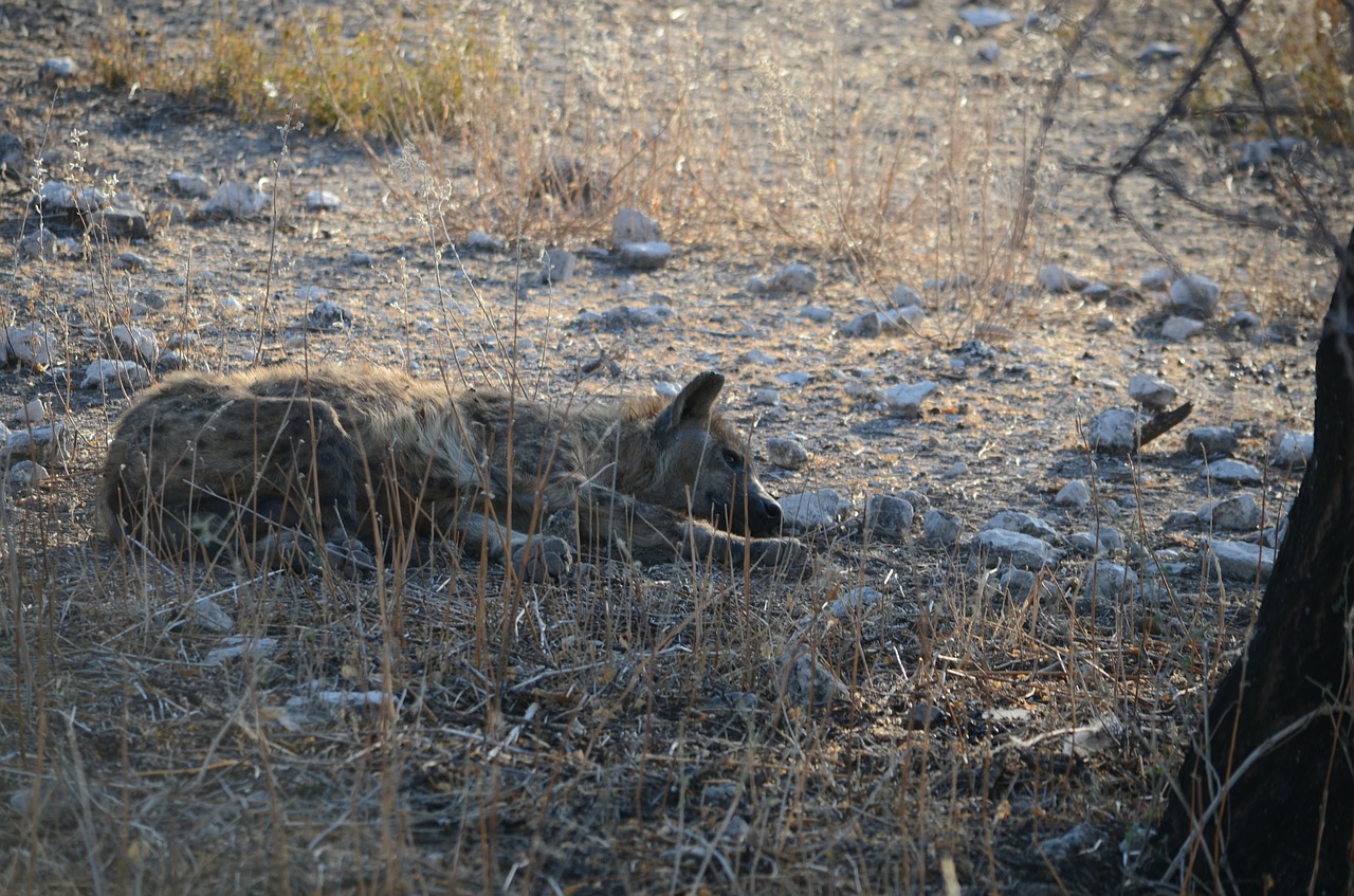 Hyena, Gyvūnas, Laukiniai, Laukinis Gyvūnas, Afrika, Safari, Namibija, Rūpestis, Etosha, Gyvūnai