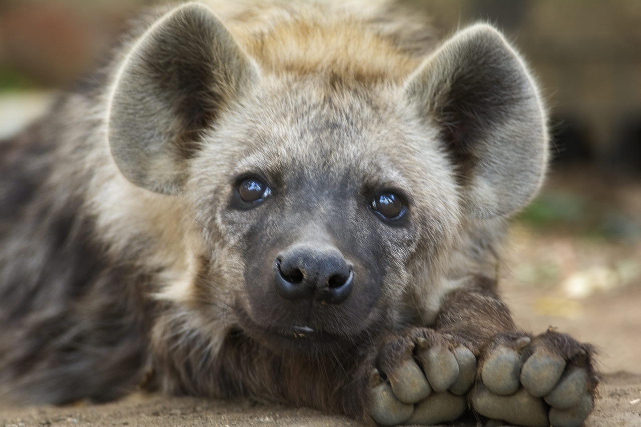 Hyena, Cub, Uždaryti, Nemokamos Nuotraukos,  Nemokama Licenzija