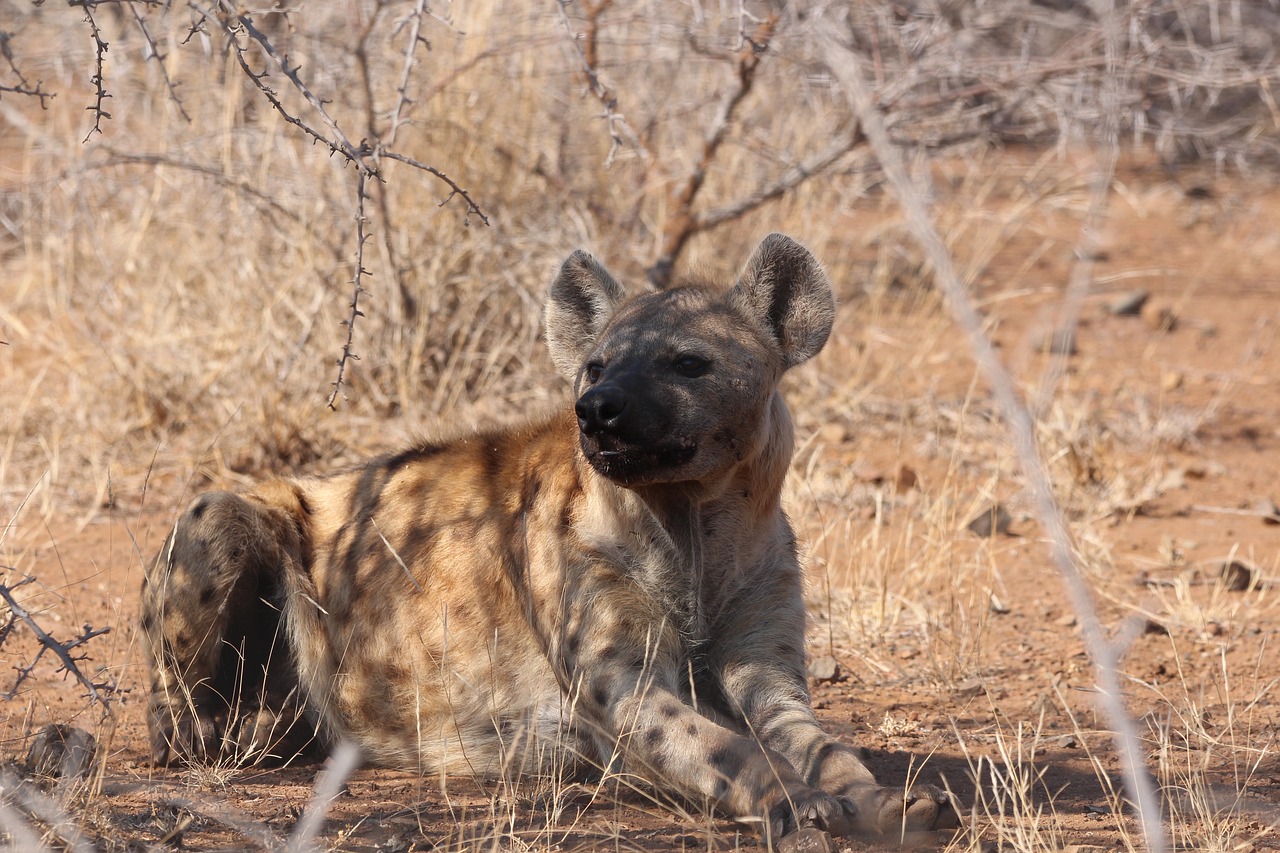 Hyena, Prievartautojas, Laukiniai, Pastebėtas, Kruger, Afrika, Laukinė Gamta, Gyvūnas, Žinduolis, Safari