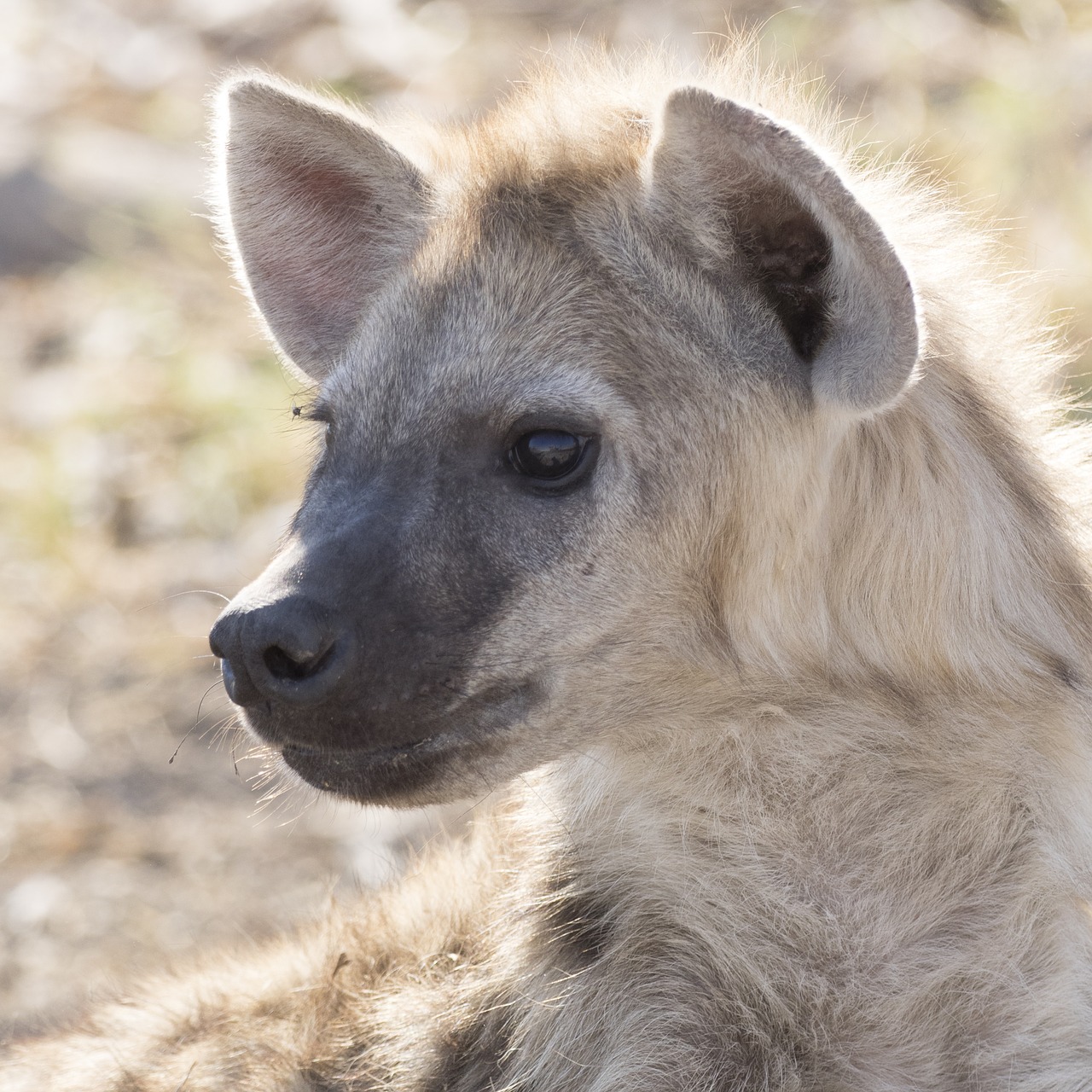 Hyena, Hyenas Baby, Safari, Nemokamos Nuotraukos,  Nemokama Licenzija