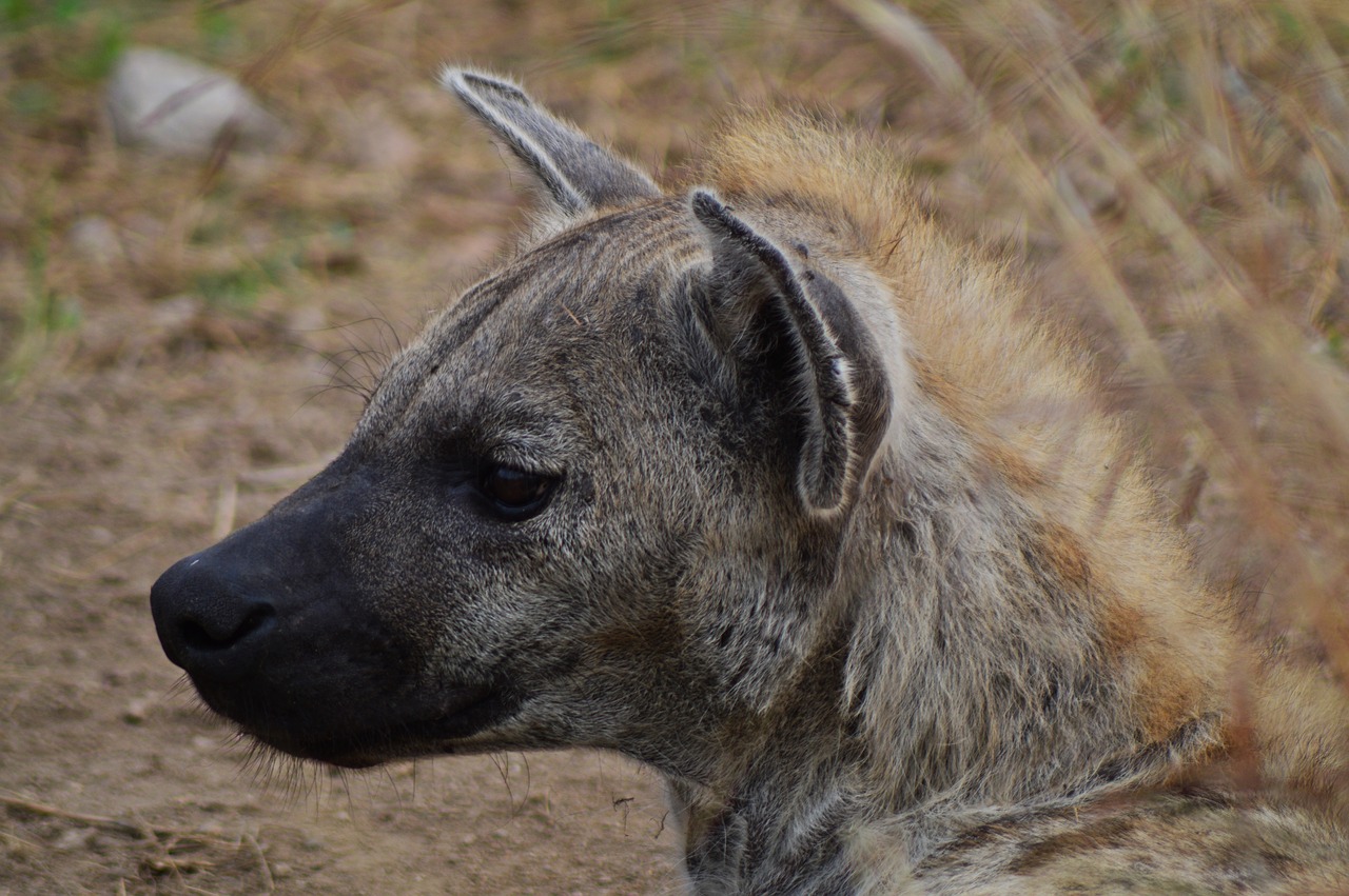 Hyena, Afrika, Laukinė Gamta, Gamta, Gyvūnai, Plėšrūnas, Nemokamos Nuotraukos,  Nemokama Licenzija