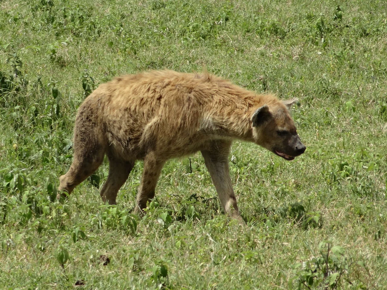 Hyena, Medžioklė, Savana, Nemokamos Nuotraukos,  Nemokama Licenzija