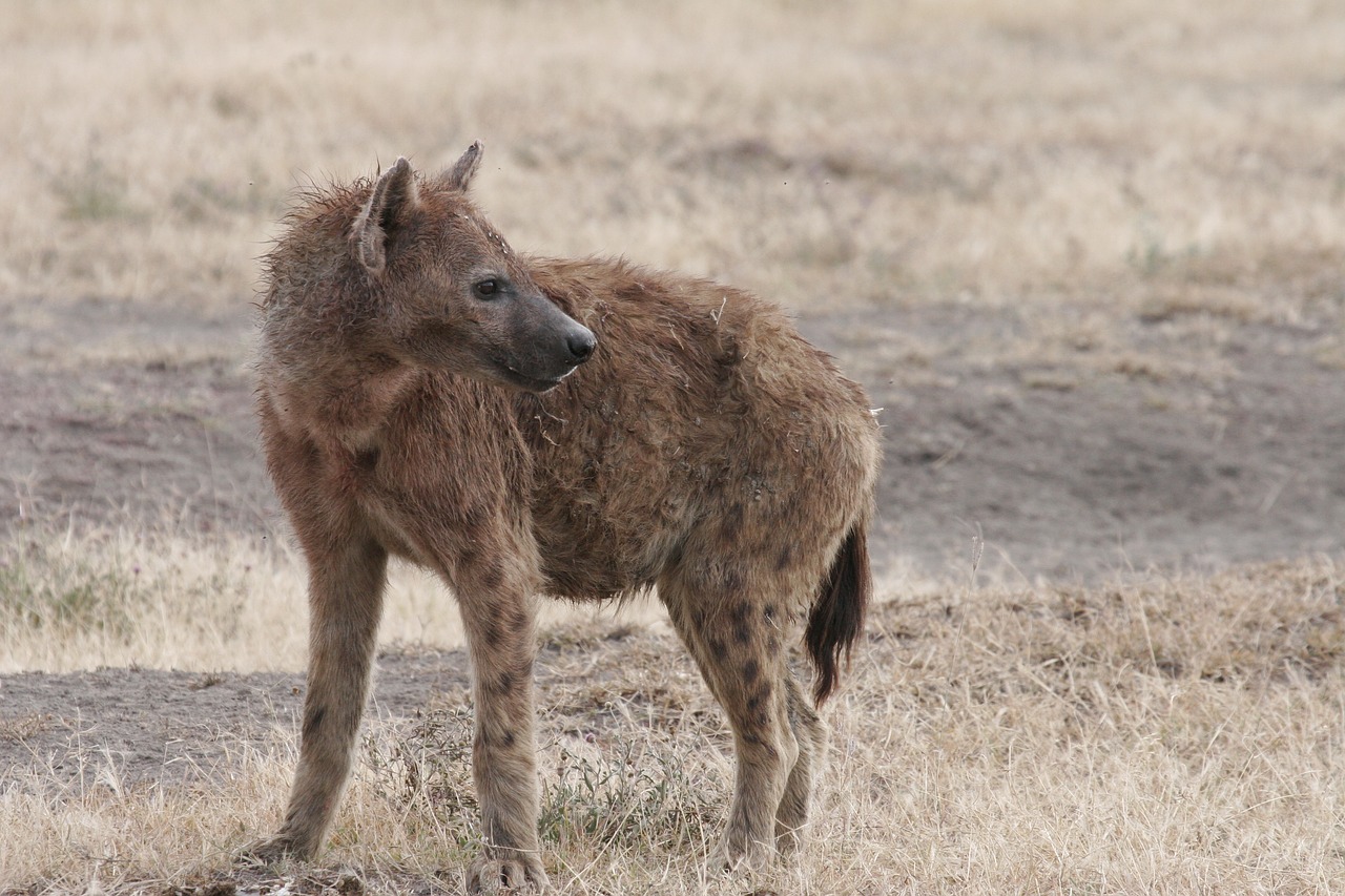 Hiena,  Afrikoje,  Serengeti,  Gyvūnijos,  Pobūdį,  Laukinių,  Gyvūnas,  Žinduolis,  Dėmėtojo,  Mėsėdis