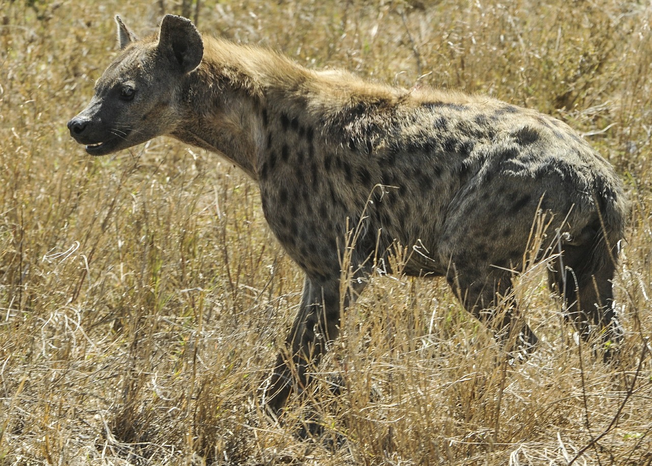 Hyena, Vaikščioti, Savana, Serengeti, Žinduolis, Pastebėtas, Laukinė Gamta, Gamta, Tanzanija, Afrika